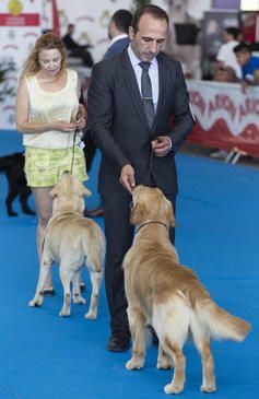 Castelló acoge el Campeonato de Belleza Canina