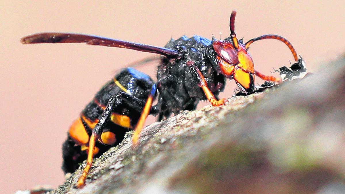 Alerta de plaga de himenóipteros en el interior de los edificios