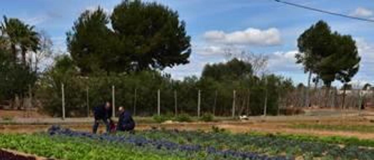 Agricultores de Benifaió ya permiten al cliente elegir la  pieza que quiere en el campo