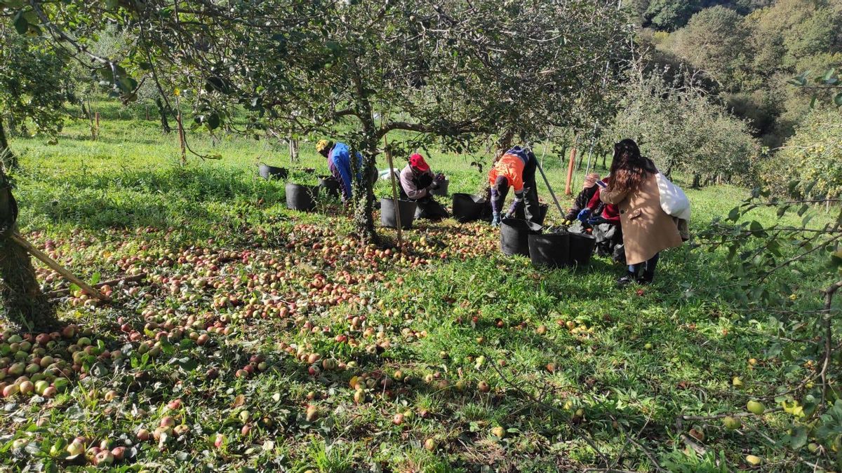 La experiencia sidrera de la mejor cosecha: así arranca la campaña en los llagares