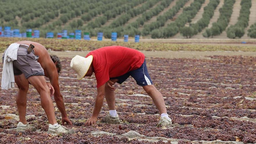 Proceso manual: Dos operarios de la pasera de Bodegas del Pino de Montalbán voltean los racimos de uva extendidos sobre los capachos.
