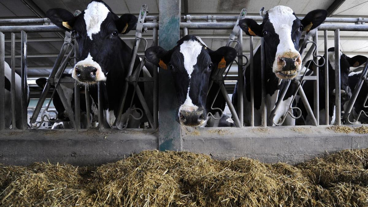 Vacas de raza Hosltein, productoras de leche.
