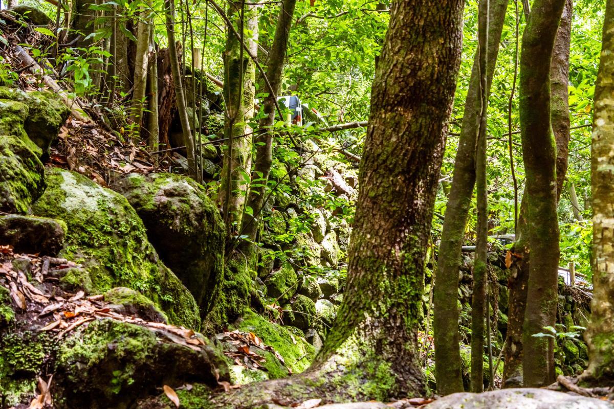 Bosque de Los Tilos, La Palma