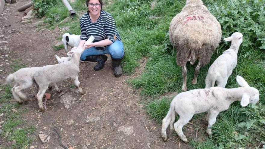 Insólito parto quíntuple en Morella: una oveja da a luz a cinco corderos
