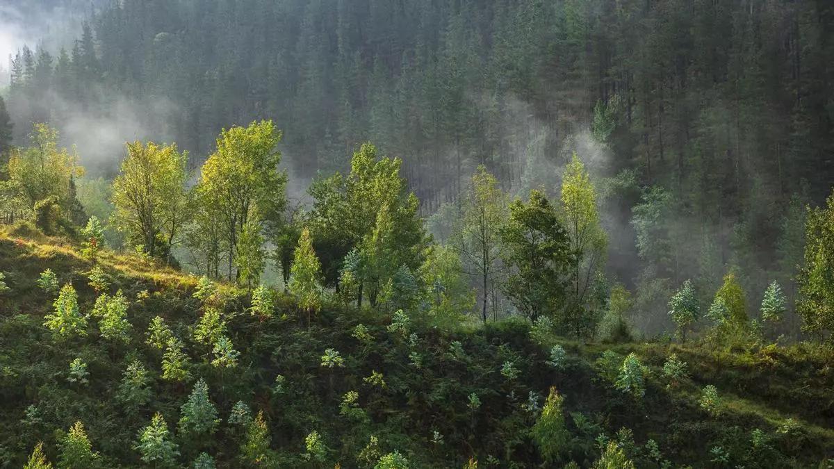 El Parque Natural de Gorbeia es una de las grandes maravillas ecológicas de Bizkaia.