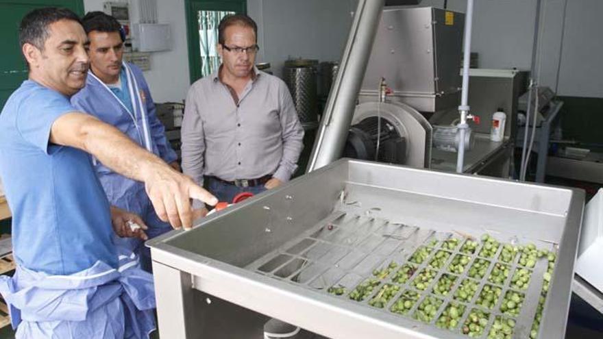 La almazara del Cabildo tiene previsto procesar 2.300 kilos de aceituna para 400 litros de aceite