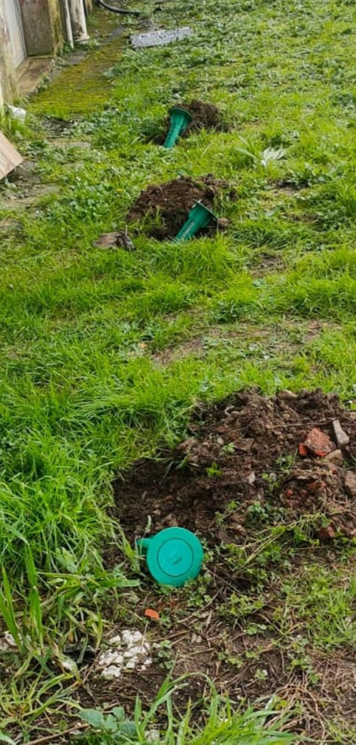 El invierno dispara las alertas por termitas en Galicia: devoran la ciudad y el rural