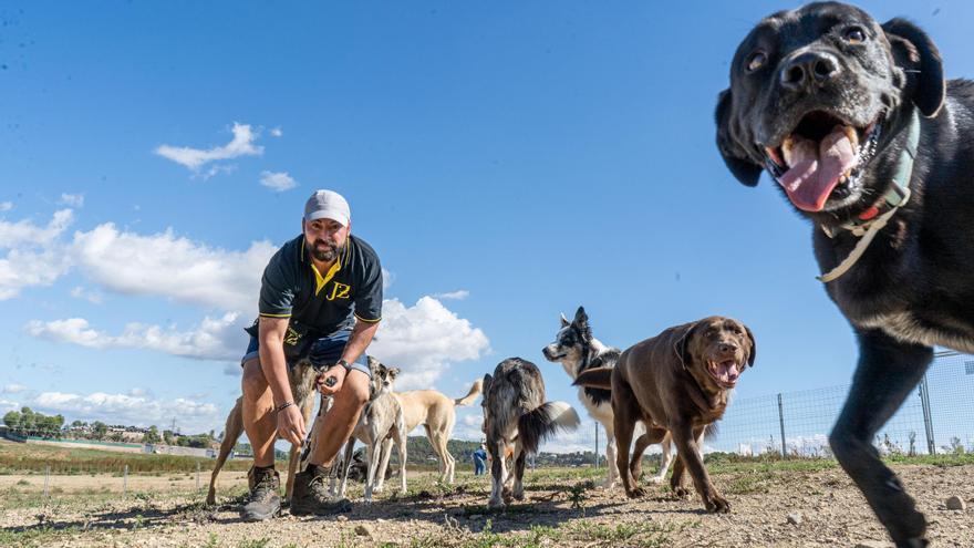 Residències canines: les vacances dels nostres amics canins