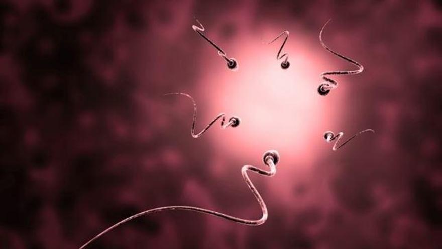Los espermatozoides definen la calidad del semen.
