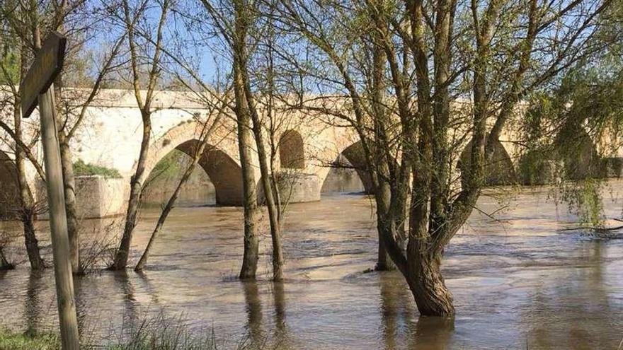 Las lluvias de los últimos meses elevan el caudal del Duero a su paso por Toro