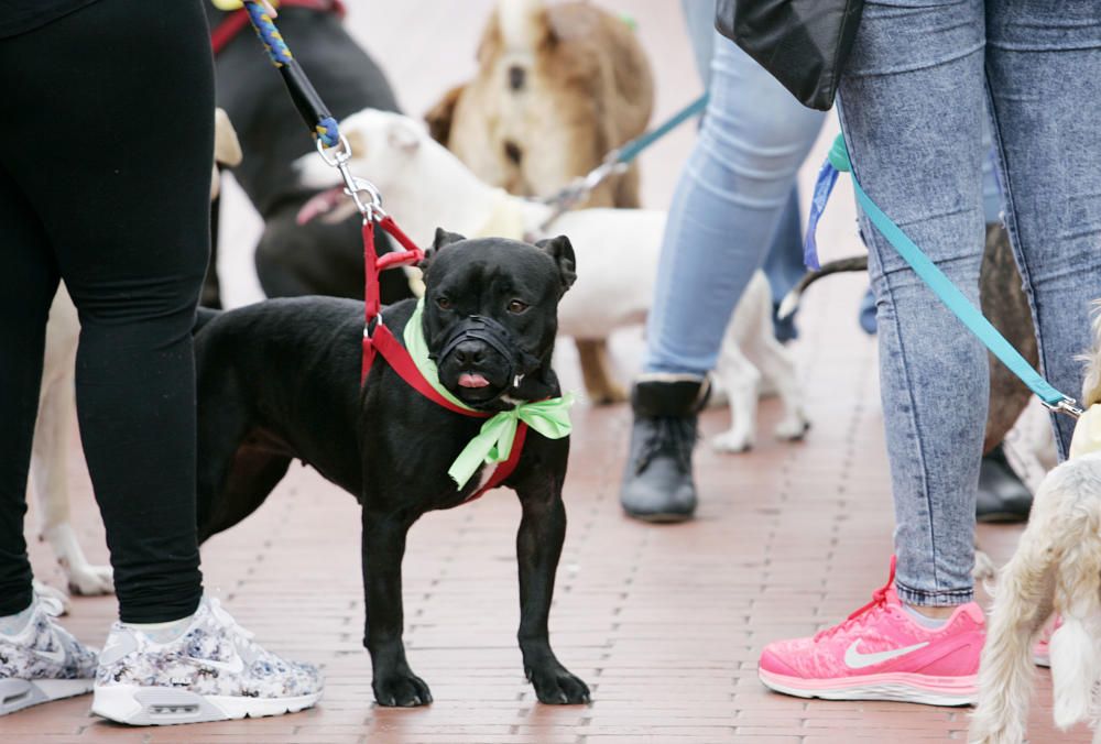 La marcha en apoyo de los perros potencialmente peligrosos transcurrió entre la plaza de la Constitución y la plaza de la Marina.