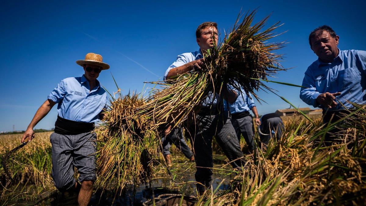 La DO Arroz de Valencia celebra, el próximo 21 de septiembre, la XII Fiesta de la Siega