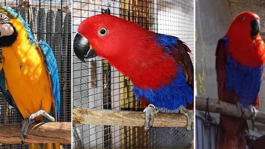 Roban tres loros de una finca de Cartagena: 