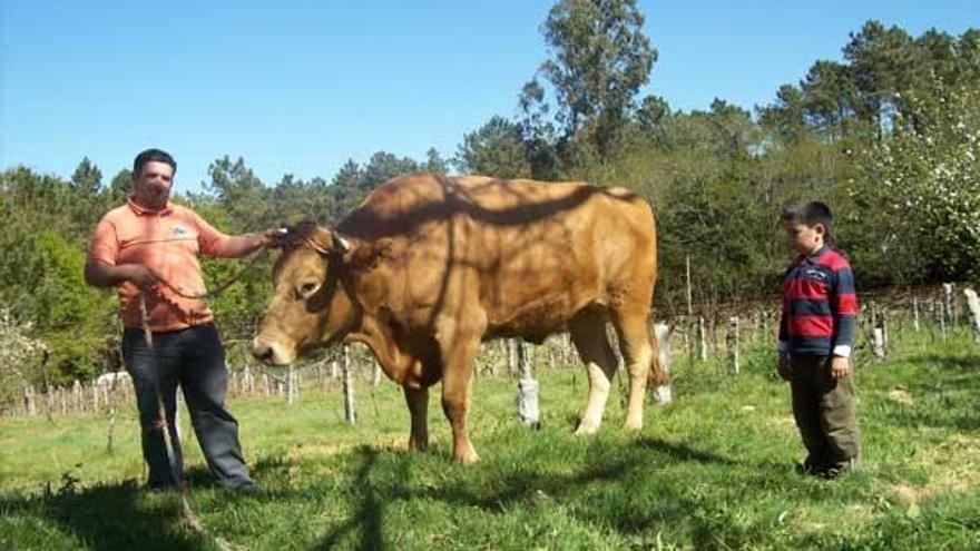 Andrés Campos sujeta con una cuerda a Blanco, el buey del país que ha comprado para matar. Junto al animal, su hijo Simón Campos.