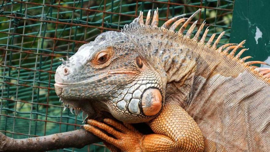 Una iguana roja.