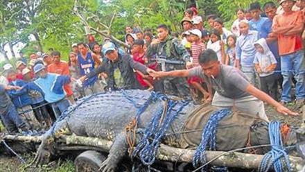 Capturan en Filipinas un cocodrilo marino de más de una tonelada que  atemorizaba a la población - El Periódico Mediterráneo