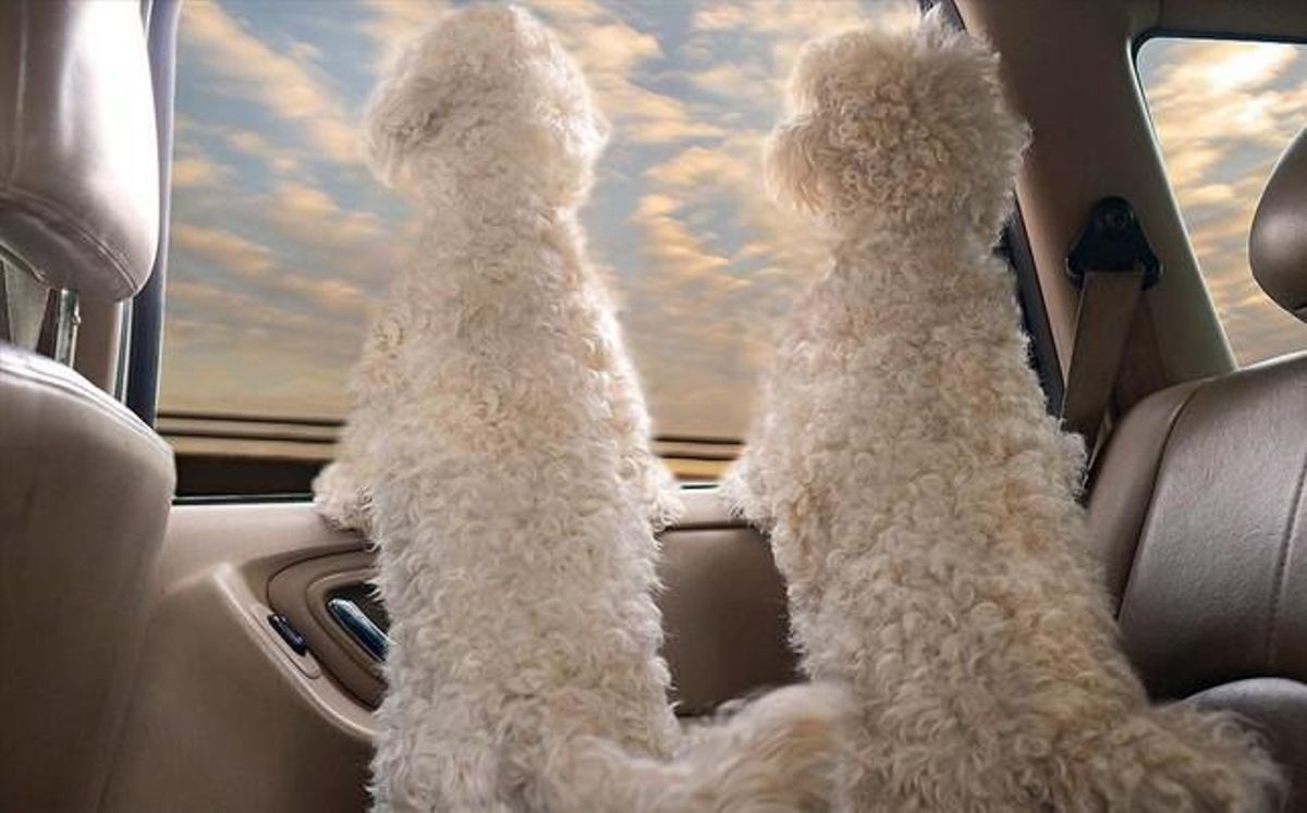 Imagen del libro ’Dogs in cars’