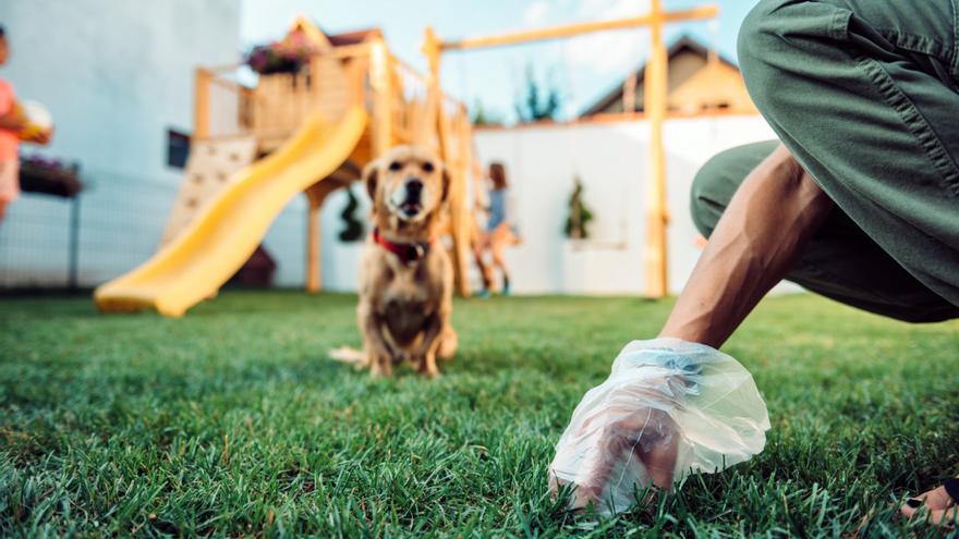 Por qué deberías mirar las heces de tu perro