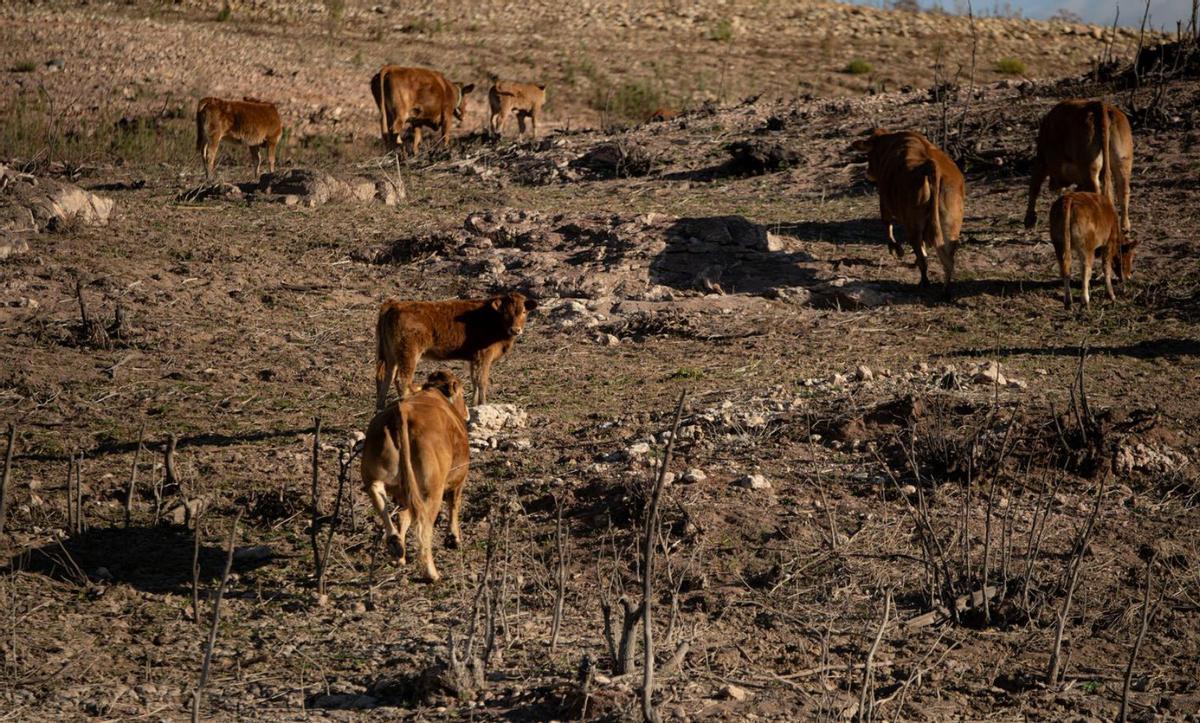 El Govern descarta declarar l’emergència la setmana que ve