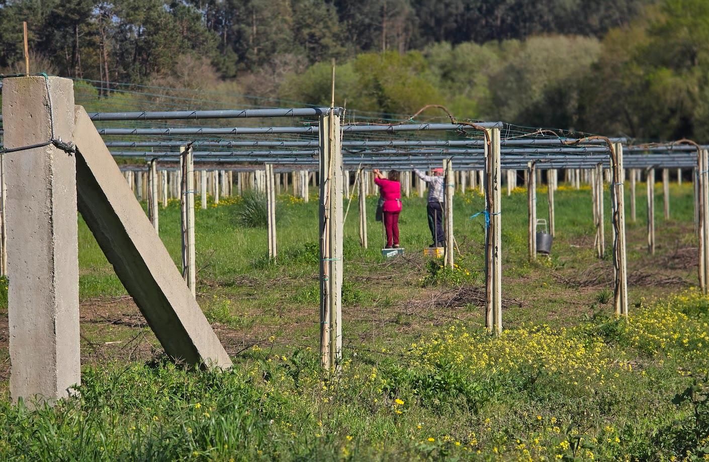 Arousanos aprovechando el buen tiempo para preparar sus tierras de cultivo.