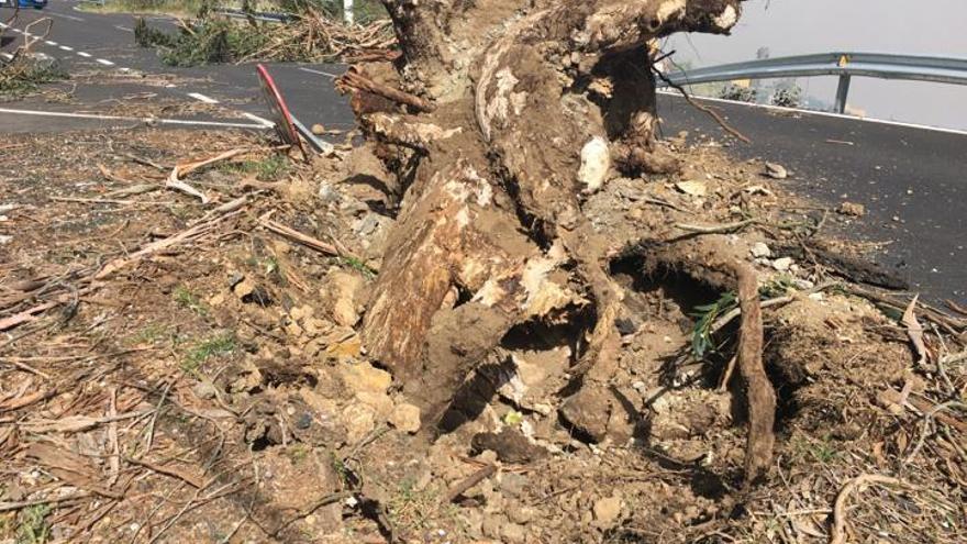 Daños por el viento en Canarias