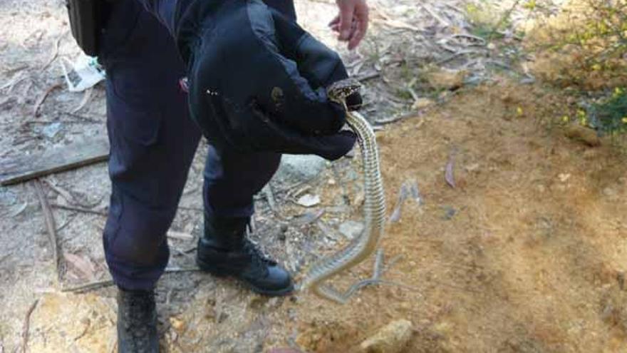 Un policía recoge la serpiente que apareció en Matamá.