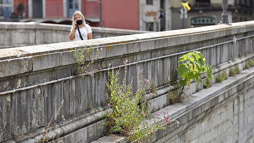 Brots verds al Pont de Pedra