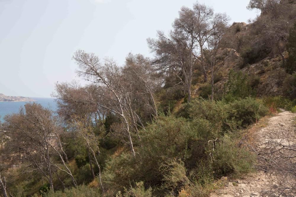 En la ladera del monte se están plantando variedades autóctonas como cipreses, algarrobos y plamitos