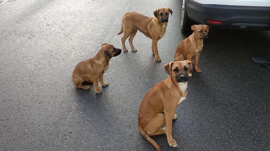 Cuatro de los perros abandonados ayer en La Zoreda.