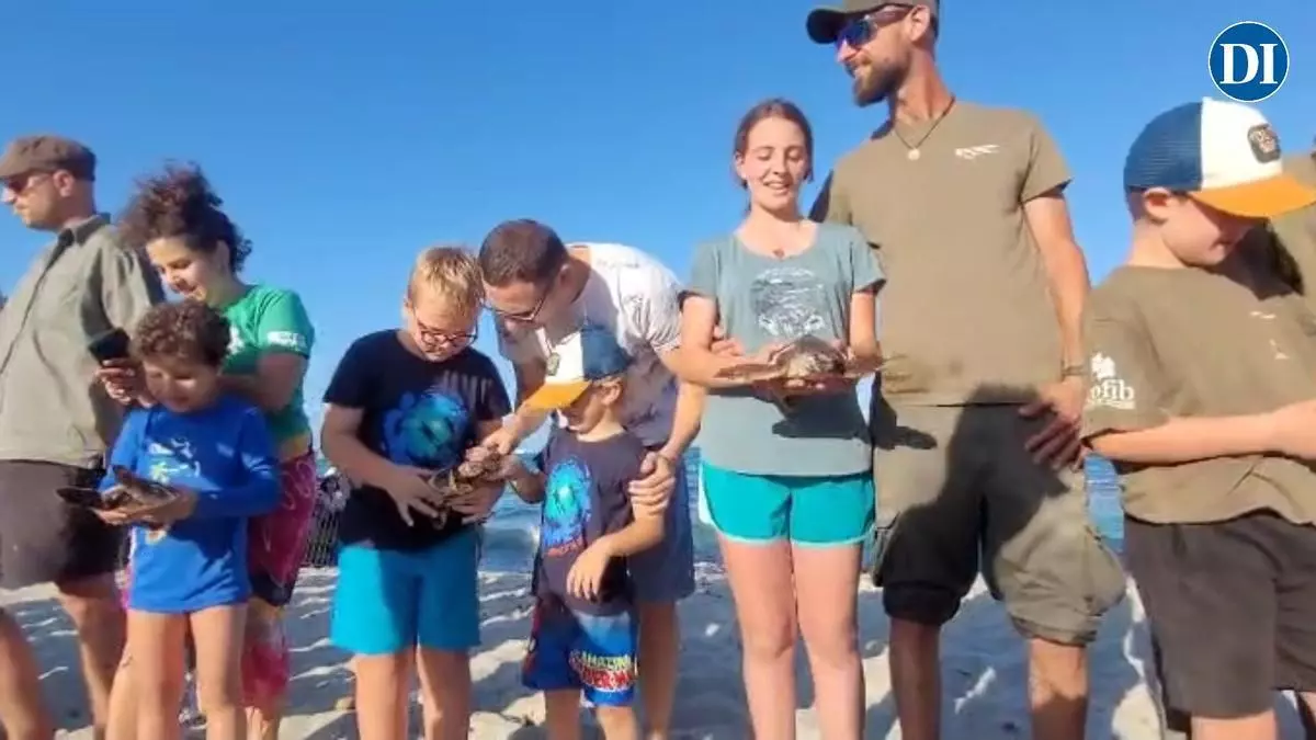 Tortugas de vuelta al mar de Ibiza después de un año de cuidados