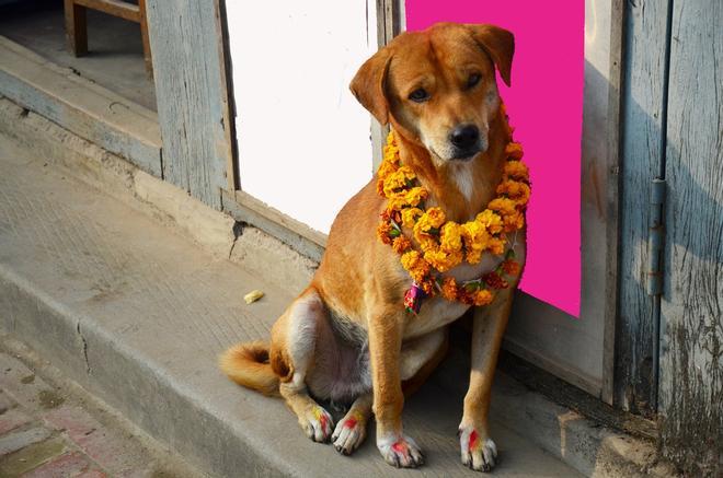 Kukur Tihar, festival de los perros en Nepal