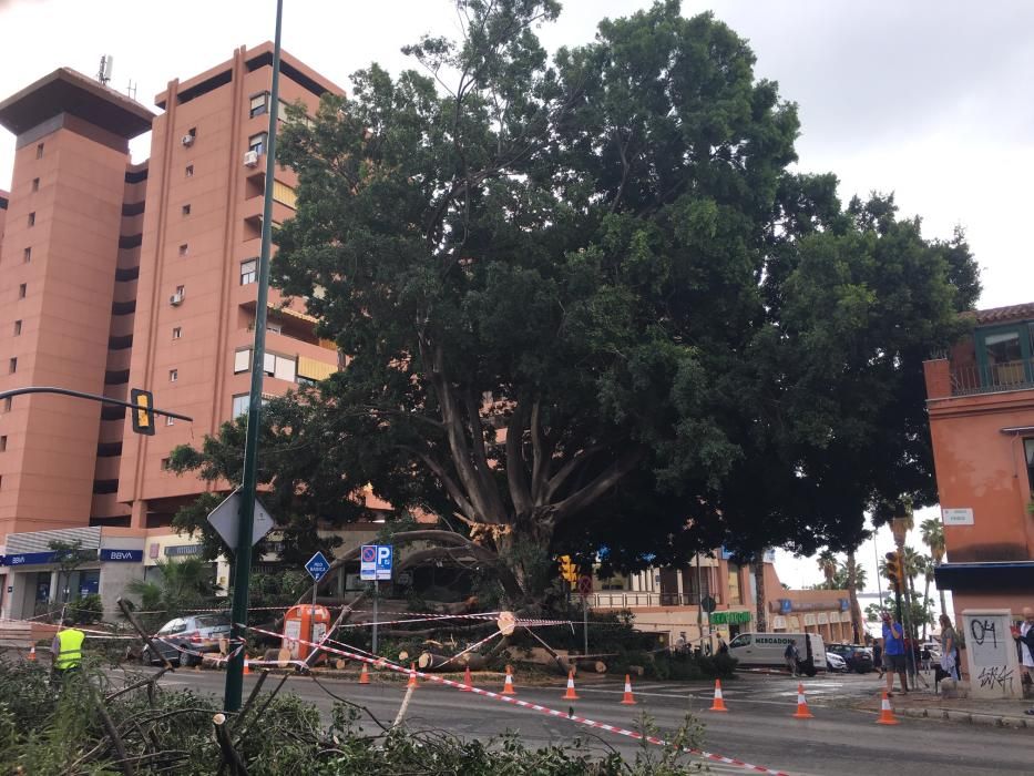 El árbol de la fuente de Reding, en el Paseo de Sancha, golpeado por un rayo.