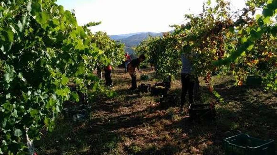 Labores de vendimia en la finca del castillo de Soutomaior. // FdV