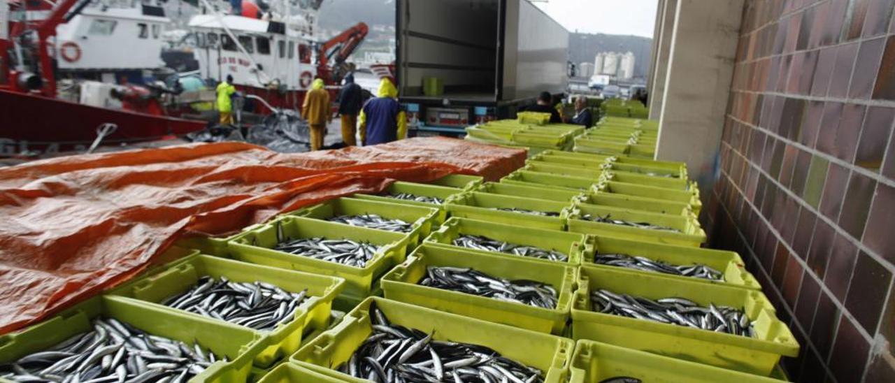 La lonja de Gijón crece en ventas por el peso de las descargas de caballa, bonito y gallo