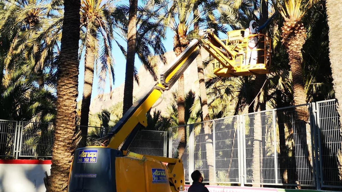 Imagen de los trabajos de poda y retirada de restos vegetales en el palmeral de Oribuela