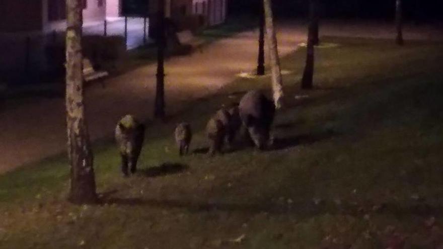 El grupo de jabalíes paseando por el parque de Vetusta esta misma semana.