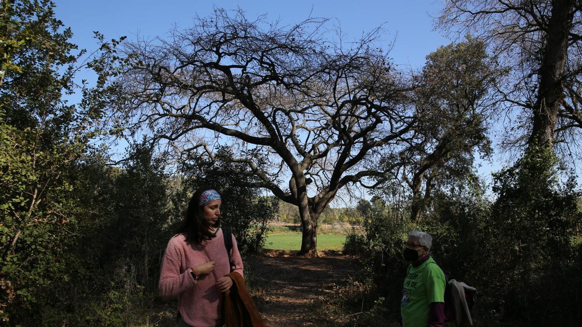 Las activistas Anna García Tortosa y Rosa Conte Gómez, frente a uno de los robles de la zona afectada.