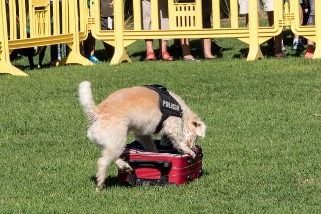 Feria de Mascotas de Maspalomas 2016