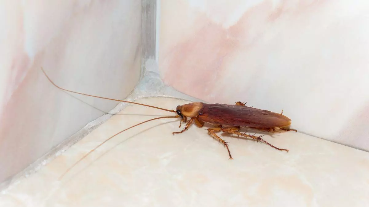 No vienen de la calle: los insectos que ves en casa ya tienen sus nidos dentro
