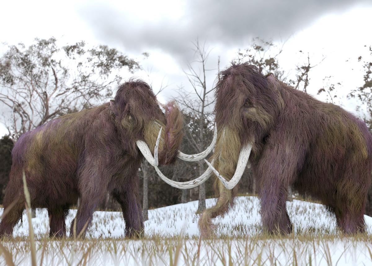 Mamuts lanudos luchando en la nieve.