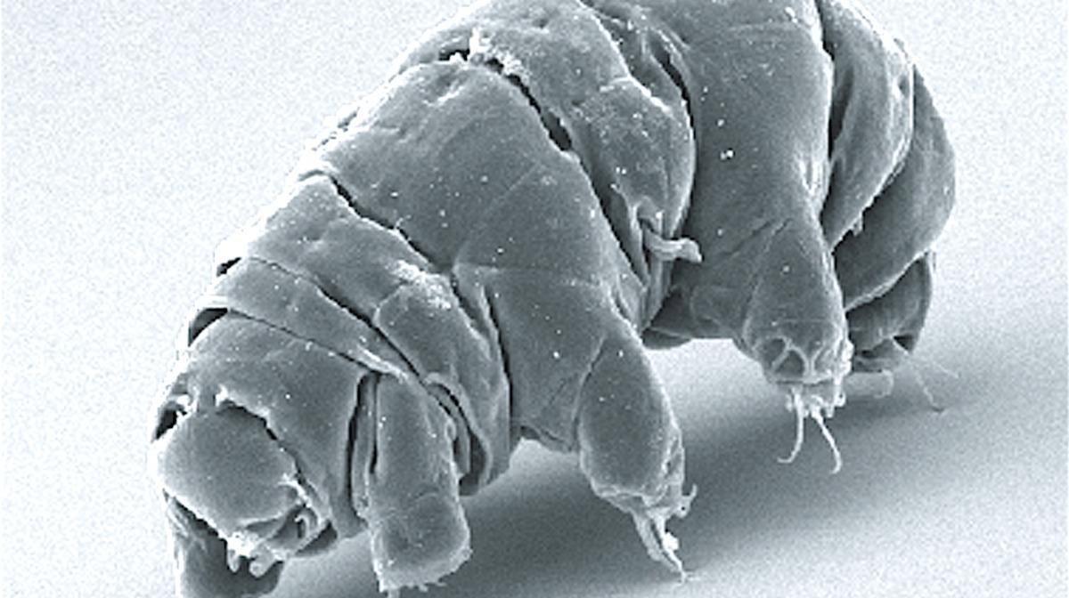 También conocidos como "osos de agua", los tardígrados son uno de los organismos terrestres más resistentes a todo tipo de amenazas.