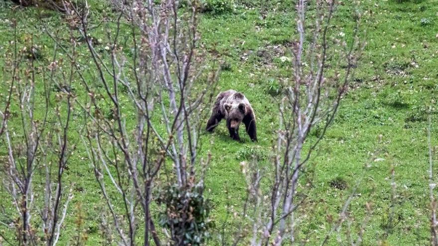 Un oso avistado el pasado mes de junio en los montes de San Isidro.