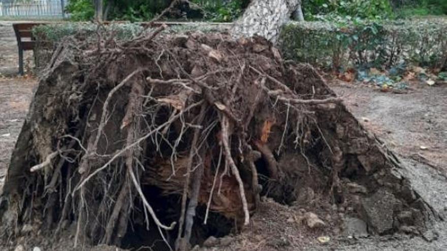 El temporal provoca la caiguda d&#039;un pi al Parc Bosc de Figueres