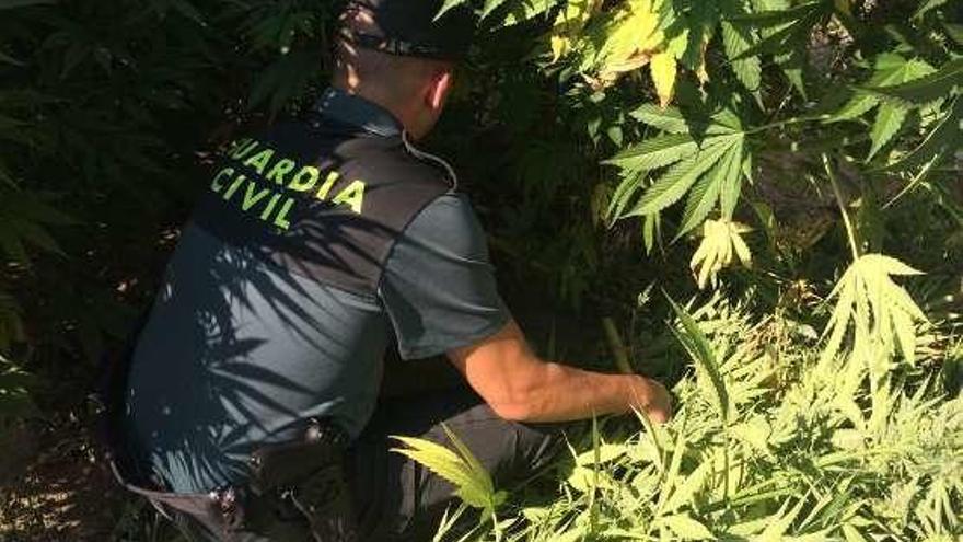 El agente se incauta de la plantación de marihuana.