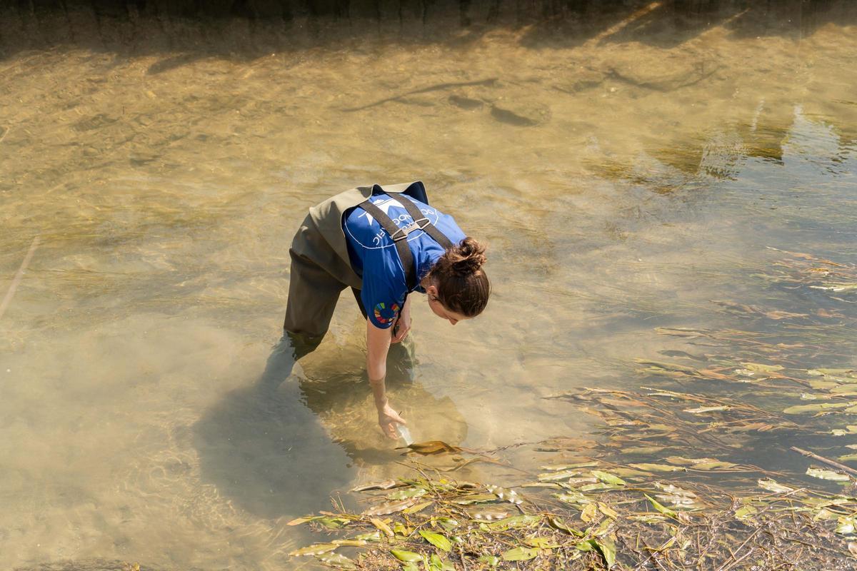 Una tècnica de la Fundació Oceanogràfic durant una solta d’exemplars juvenils de petxinot a l’Albufera.