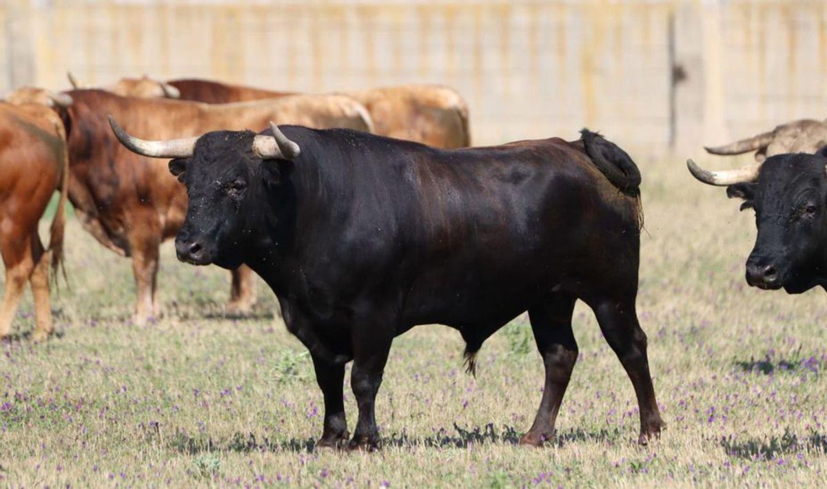 Un toro negro en la ganadería zamorana. | A. H.