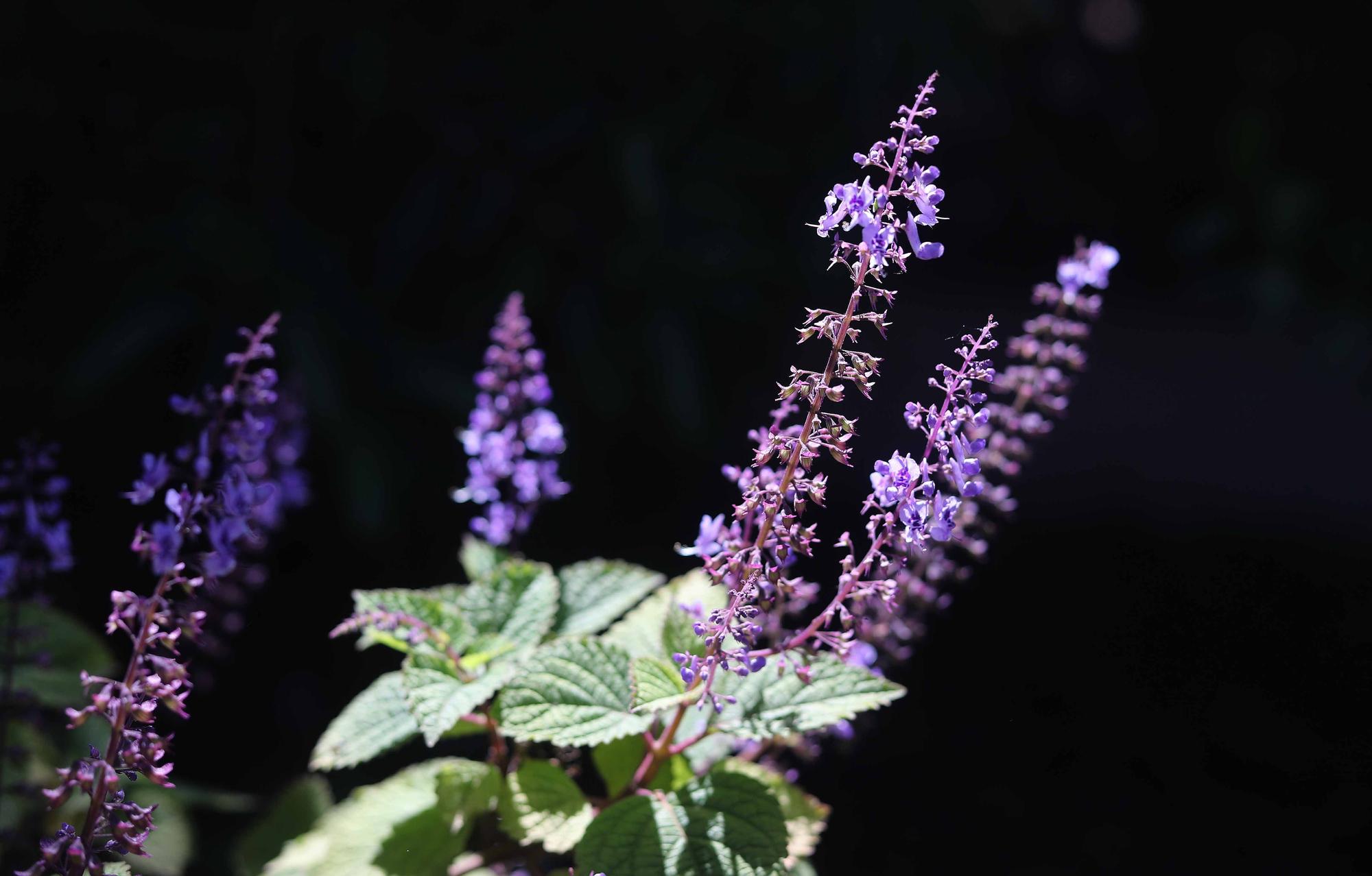 Las flores del Jardín Botánico en primavera