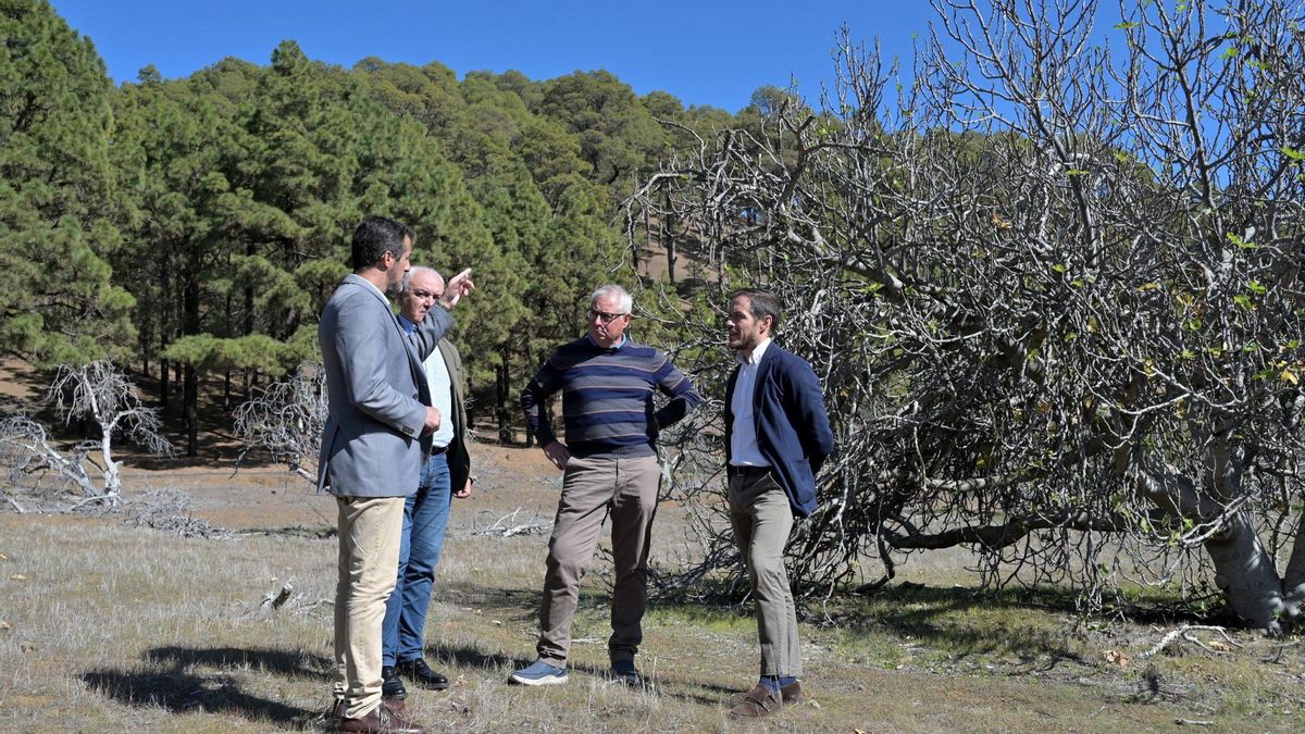 El consejero de Transición Ecológica del Gobierno de Canarias, Mariano Hernández (d), junto a una higuera en El Hierro
