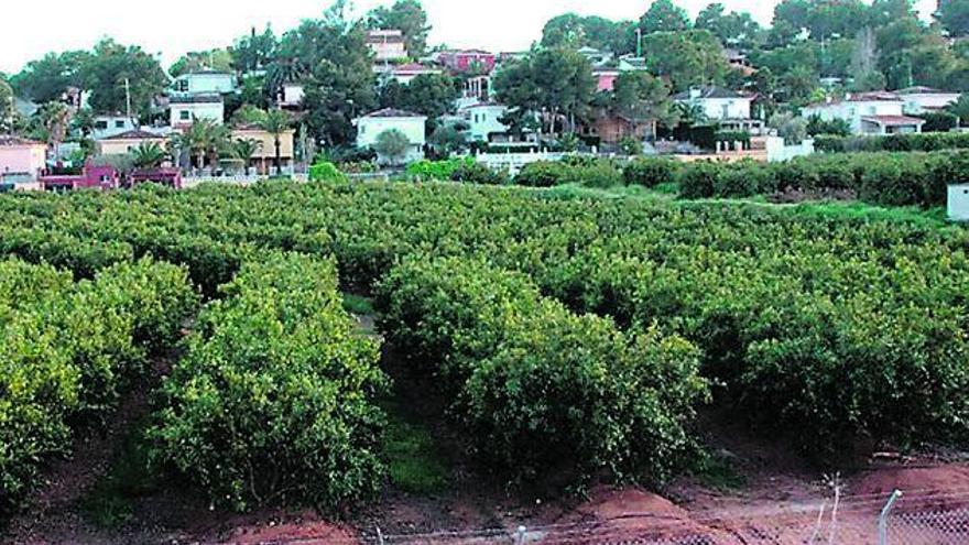 Campos de naranjos junto a una urbanización en Chiva, en imagen de archivo.