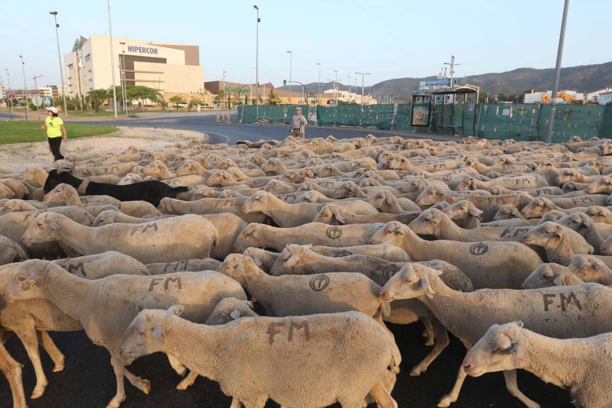 Las ovejas, a su paso por Córdoba